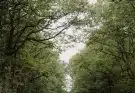 people walking on pathway between green trees during daytime