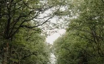 people walking on pathway between green trees during daytime