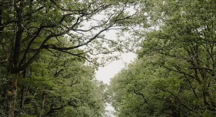 people walking on pathway between green trees during daytime